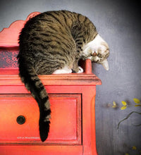 Load image into Gallery viewer, Daydream Apothecary - Kreidefarbe mit Tonanteilen - Sundance - Neonorange