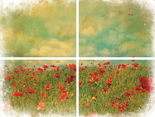 Lade das Bild in den Galerie-Viewer, Belles &amp; Whistles Transfer - Field of Flowers - 4 Blätter
