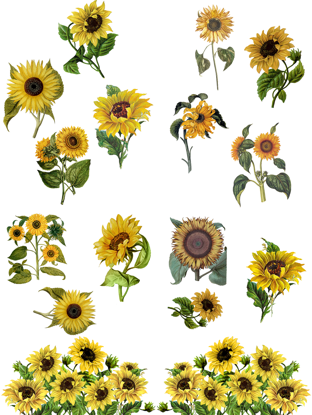 Belles & Whistles Transfer - Sunflowers - 4 Blätter